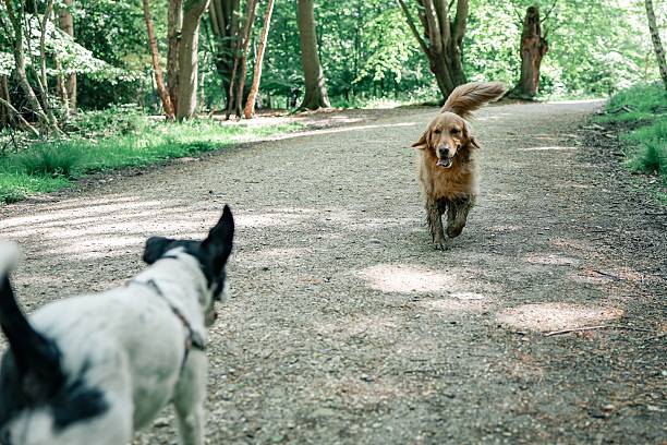 The two dogs playing on a forest path, with sunlight filtering through the trees. Epping Forest, UK.