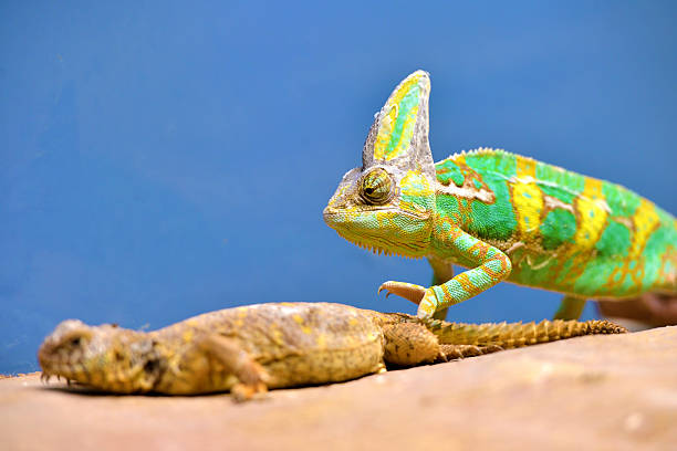Vivid image of a chameleon showcasing its unique patterns and bright colors while climbing on a textured surface, highlighting its natural adaptability and intricate design.