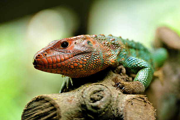 istock Caiman lizard on a tree, reptile in the park 2216474036