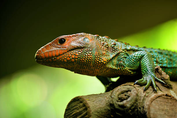 istock Caiman lizard on a tree, reptile in the park 2216474101