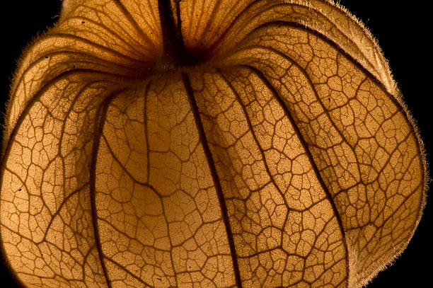 Physalis Ground cherry. Natural background. selective focus