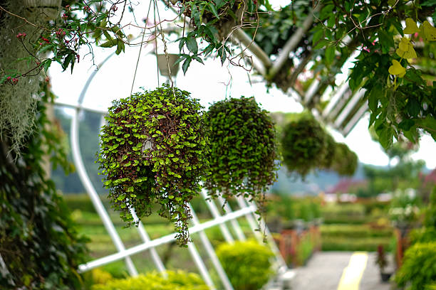 Over hanging tiny pink leaves from the decoration vase hanging at house balcony.