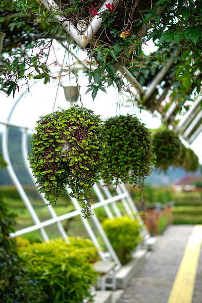 ampelous flowers in a hanging pot on the terrace