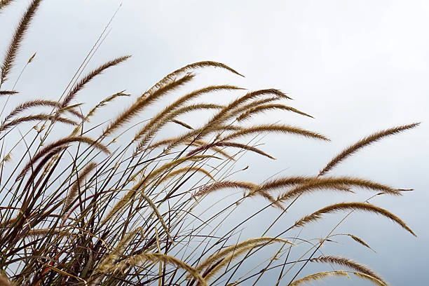 istock Flowing Grasses Against a Cloudy Sky in an Open Landscape 2216477791