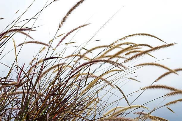 istock Flowing Grasses Against a Cloudy Sky in an Open Landscape 2216478140