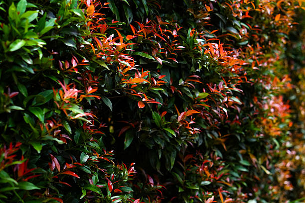 Dense hedge of Syzygium (Red Shoot) plants with vibrant red and green leaves, captured in natural light, showcasing lush foliage and tropical garden textures in vivid detail.
