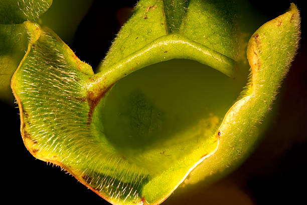 The picture is a macro shot showing the opening of a carnivorous plant, You can see the greenish-yellowish pitcher with fine, hair-like structures on the edge, which are  intended to attract insects or prevent them from escaping. The view leads into the dark, maw-like interior of the plant. Reddish-brown discolorations can be seen at the transition of the edge.