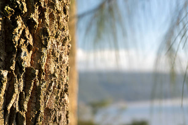 Close-up of tree bark with a blurred background of a lake and sky.