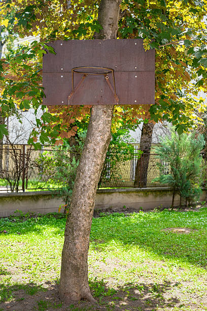 istock Basketball board and hoop attached to a tree 2216478917