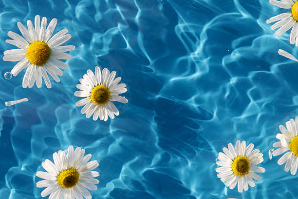 istock Chamomile flowers floating on blue background, drop stains on water. Copy space. Background 2216479607