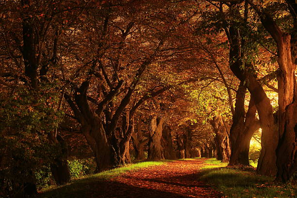 istock Illumination of autumn leaves 2216480818