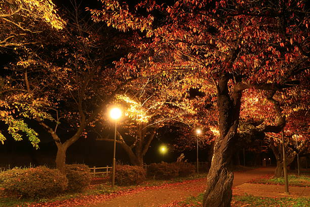 istock Illumination of autumn leaves 2216481430