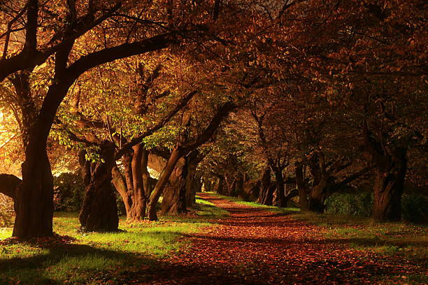 Bridle/foot path in the mist at sunrise. Hinchingbrooke Park, Huntingdon, Cambridgeshire, England, UK.