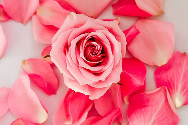 Delicate pink rose among scattered petals creates a serene and romantic ambiance