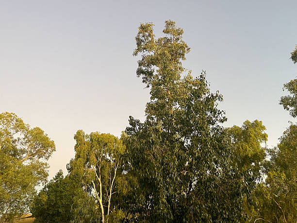istock Smooth white trunks of a ghost gum tree stand out brightly against a clear blue sky, with more ghost gum foliage softly visible in the background 2216485878