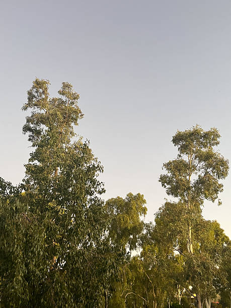 istock Smooth white trunks of a ghost gum tree stand out brightly against a clear blue sky, with more ghost gum foliage softly visible in the background 2216485903