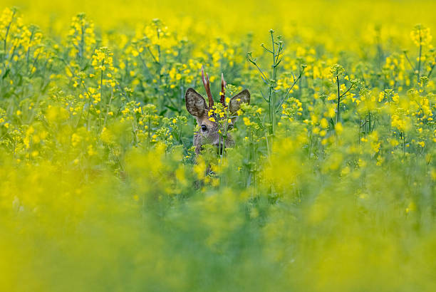 istock Beautiful male roe deer (Capreolus capreolus) hiding in a rapeseed field 2216487548