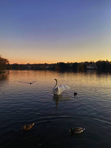 istock The swan and the sun 2216488532