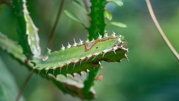 istock The dragon tree is a slow growing with a thick gray trunk sword shaped leaves 2216489693