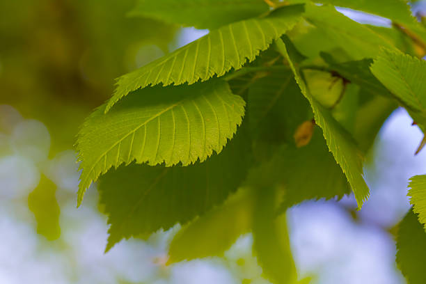 Green elm leaves in early summer.
