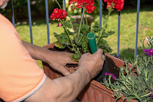 istock Gardener planting red geranium flowers in pot on balcony 2216490891