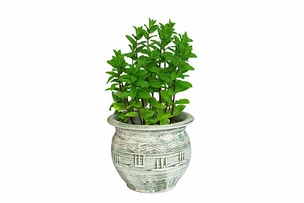Lush green mint thrives in an ornate ceramic pot, set against a clean white backdrop, showcasing the vibrant color and vitality of the herb