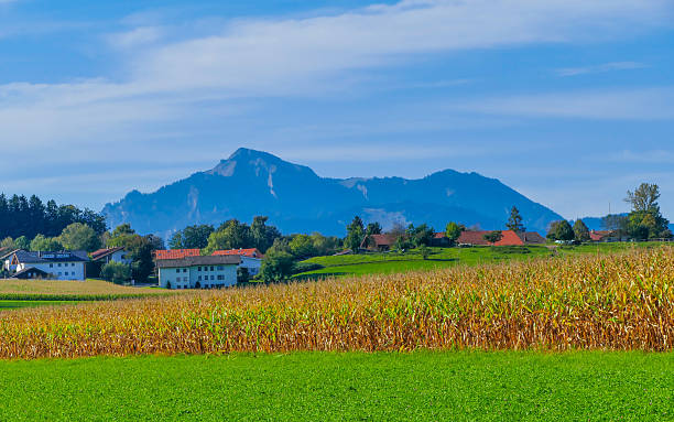 istock View to Cornfield  Chiemgau Alps Germany 2216491962