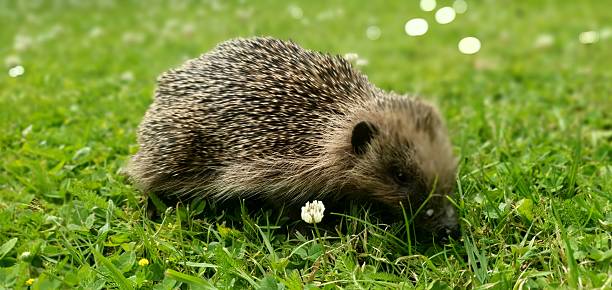 istock Hedgehog in a lush garden 2216491981