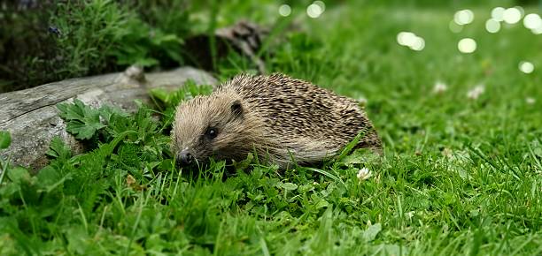 istock Hedgehog in a lush garden 2216491987