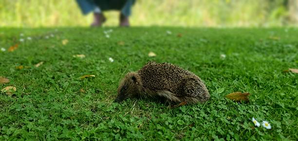 istock Hedgehog in a lush garden 2216492099