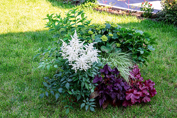 White astilbe, hydrangea, ornamental grass and heuchera are growing on the green lawn of a garden, creating a beautiful and colorful composition