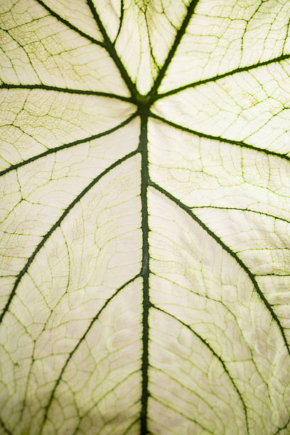 View of a leaf's veins.