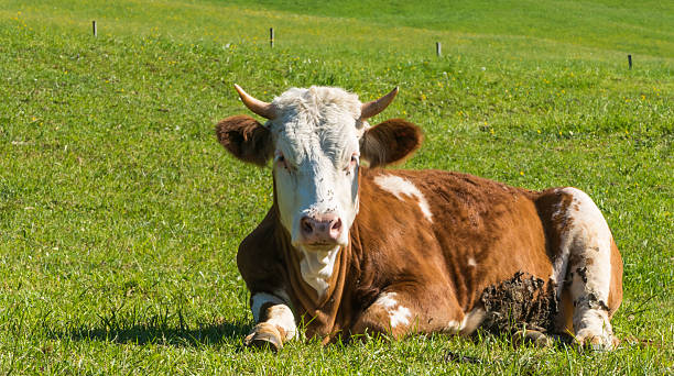 istock Frontal View of brown Cow on Meadow 2216494794