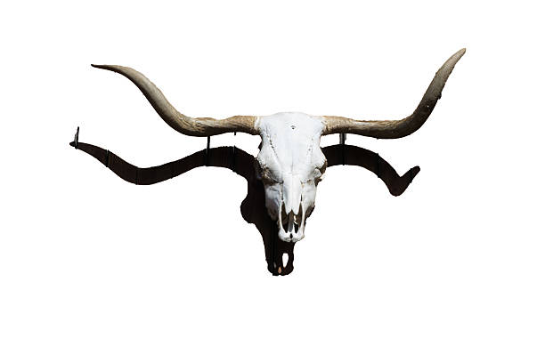 istock Animal Skull isolated on white background 2216495160