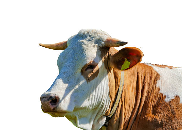 Animals on white background