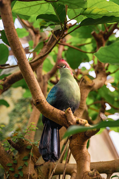 istock Fischer's Turaco, Tauraco fischeri 2216495304
