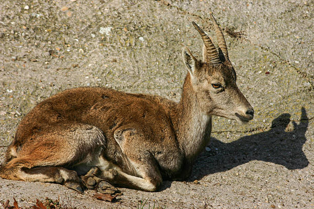 istock Mountain goat resting peacefully under the warm sun on rocky terrain 2216496416