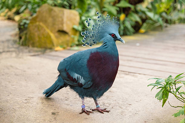 The Victoria Crowned Pigeon stuns with its elegant lacy crest and rich blue plumage, captured in a detailed close-up of this majestic bird from New Guinea.