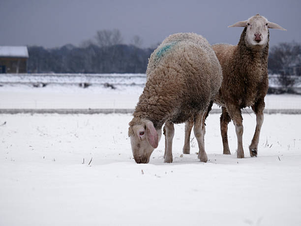 Single sheep in field of tufty grass with light covering of snow