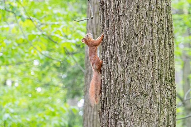 istock Red squirrel on tree in wooded area, natural lighting, reddish-brown fur, bushy tail, thick bark trunk 2216498392