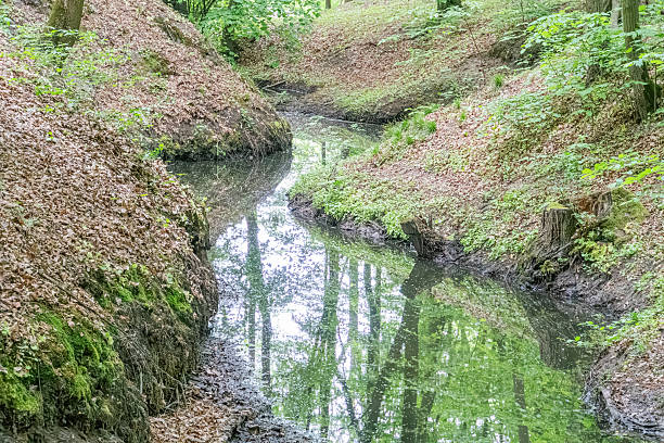 Stream meandering through forest, lush greenery banks, dense foliage trees, natural canopy, clear water, ferns, small plants, early morninglate afternoon lighting, soft shadows, ripple effect, persp