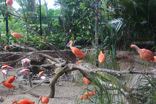 beautiful red Ibis bird in the nature reserve