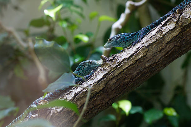 close-up of Macrae's monitor lizard on a tree