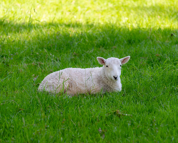 istock spring lambs in the field, Merthyr Mawr, south Wales 2216501810