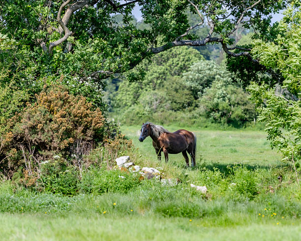 istock horse grazing in field 2216502079