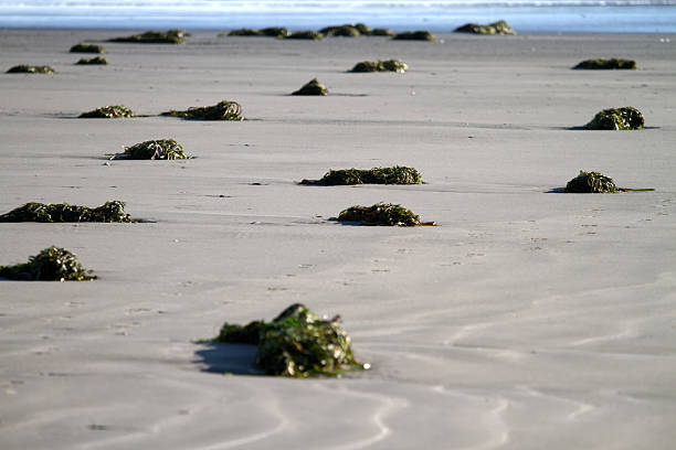 West coast beach