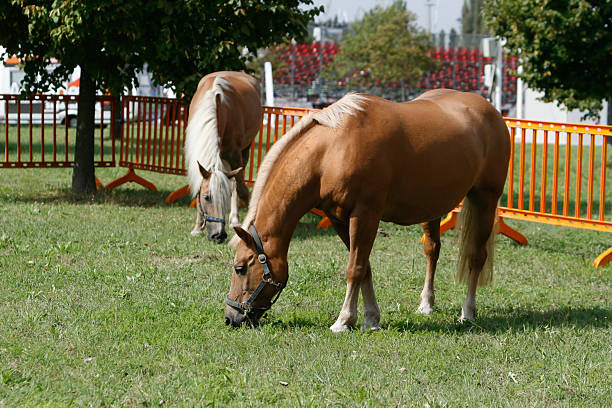 Two haflinger horses are grazing peacefully in a green paddock, enjoying fresh grass