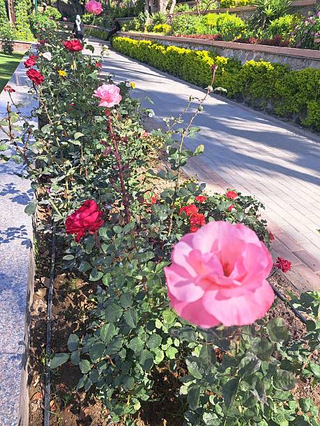 istock Welcome  with our beautiful flower 2216503383