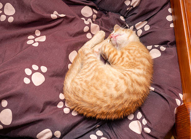 An orange kitten is sleeping curled up on a doggy bed