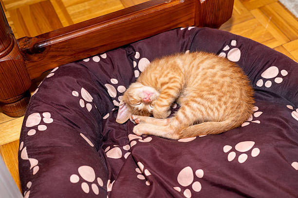 An orange kitten is sleeping curled up on a doggy bed